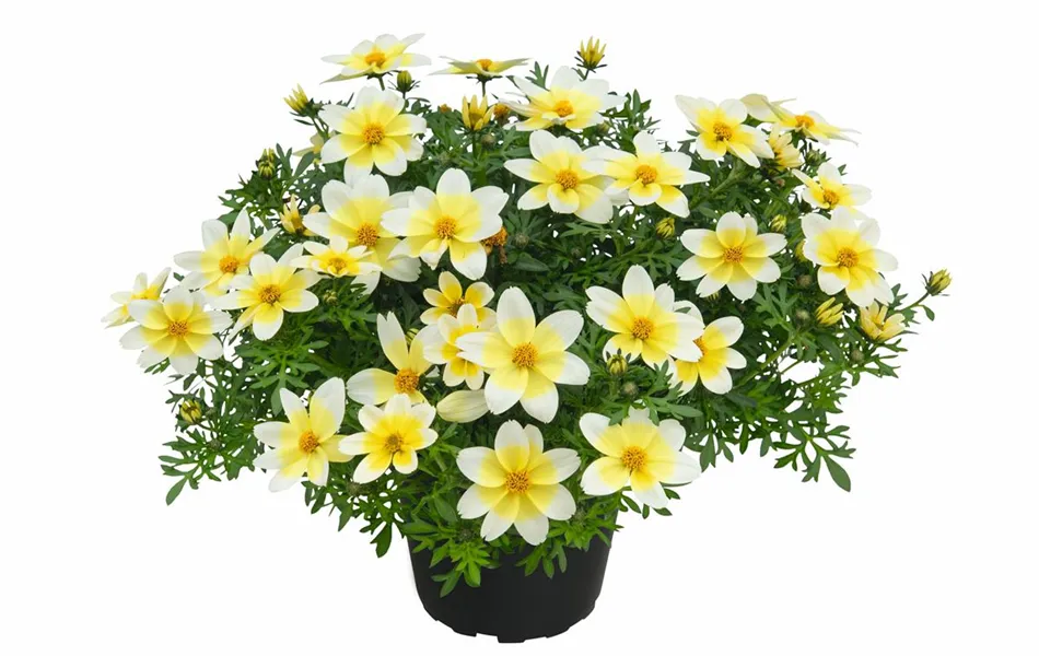 Bidens ferulifolia 'Campfire® Electric White'