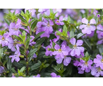 Cuphea hyssopifolia, lila Cuphea hyssopifolia, lila