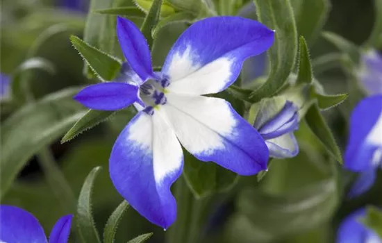 Lobelia 'Richardii' Summer Love 