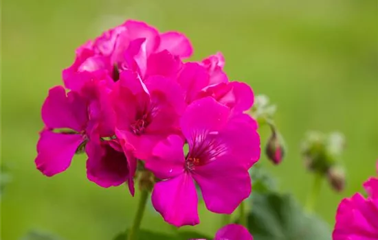 Pelargonium 'Calliope Deep Rose'® Pelargonium 'Calliope Deep Rose'®