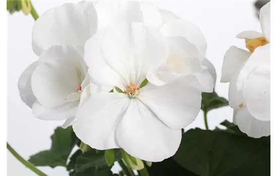 Pelargonium 'Calliope M White'® Pelargonium 'Calliope M White'®