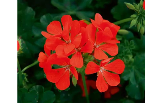 Hängegeranie 'Royal® Single Orange', hellrot gefüllt Hängegeranie 'Royal® Single Orange', hellrot gefüllt