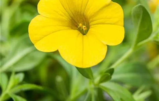 Zauberglöckchen 'Golden Yellow'