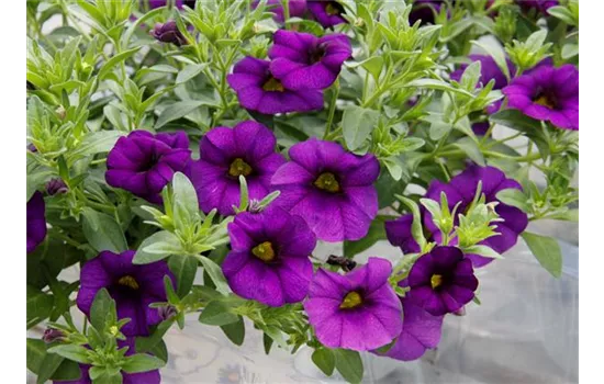 Zauberglöckchen 'Unique Lilac' Zauberglöckchen 'Unique Lilac'