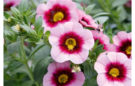 Zauberglöckchen 'Pink Red Eye' 