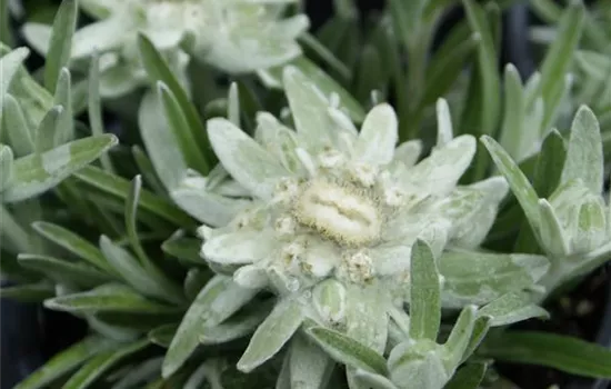 Alpen-Edelweiß 'Karwendel'