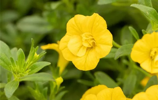 Zauberglöckchen 'Double Yellow' 