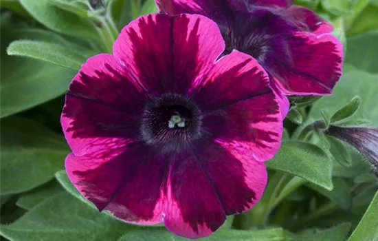 Petunie 'Johnny Flame'  Petunie 'Johnny Flame'