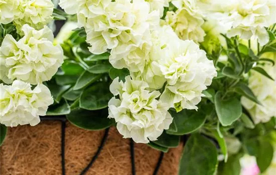 Petunie 'Origami White' Petunie 'Origami White'