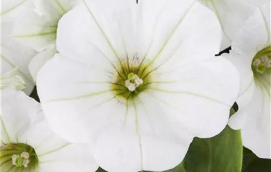 Petunie 'Snow' Petunie 'Snow'