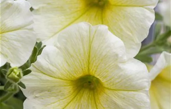 Petunie 'Yellow'  Petunie 'Yellow'