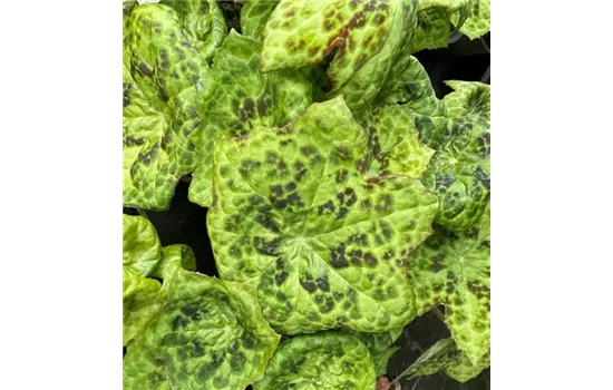 Maiapfel 'Spotty Dotty' 