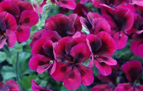 Pelargonium grandiflorum 'Dark Red'