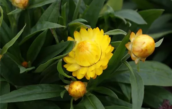 Strohblume 'SUNBRELLA™ Gelb'