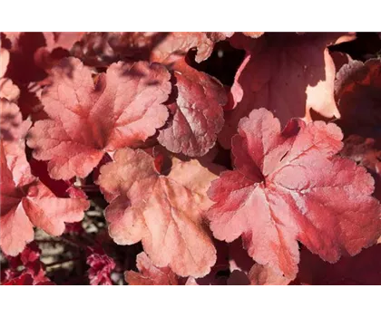 Heuchera 'Fire Alarm'