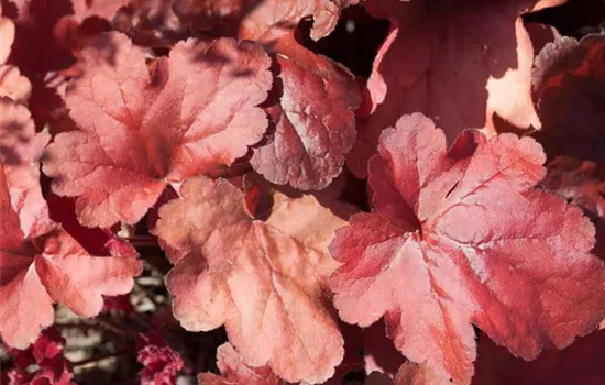 Heuchera 'Fire Alarm' Heuchera 'Fire Alarm'