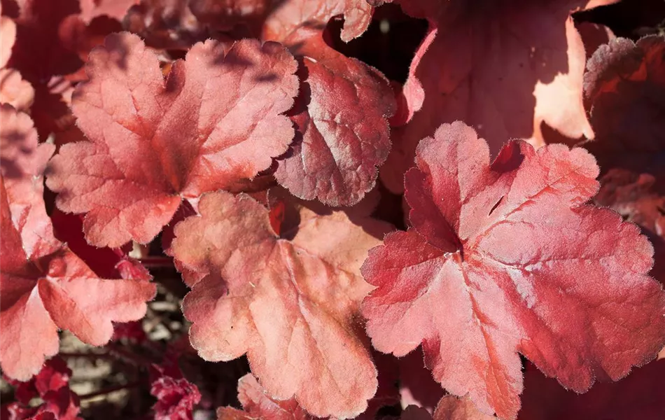 Heuchera 'Fire Alarm'