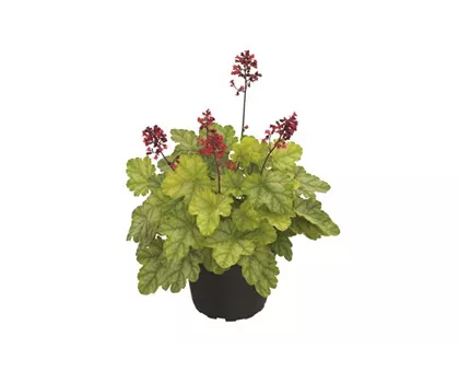Heuchera 'Tokyo'