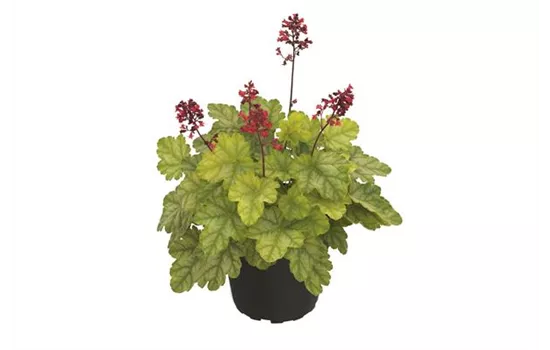 Heuchera 'Tokyo' Heuchera 'Tokyo'