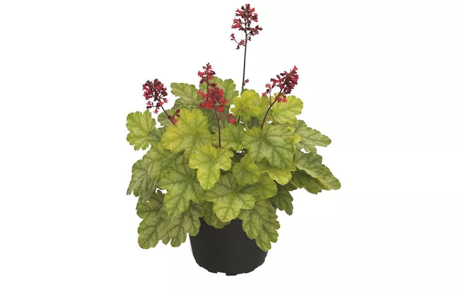 Heuchera 'Tokyo'