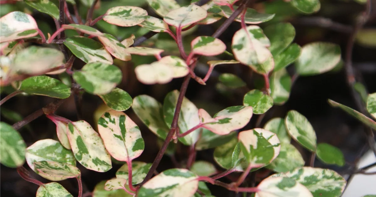 Mhlenbeckia 'Pink Camouflage'