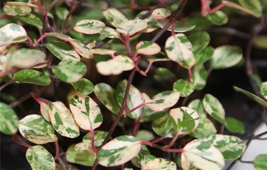 Mühlenbeckia 'Pink Camouflage'
