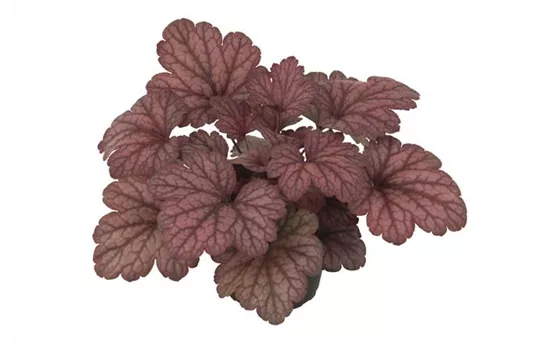 Heuchera "Hint of Dawn"