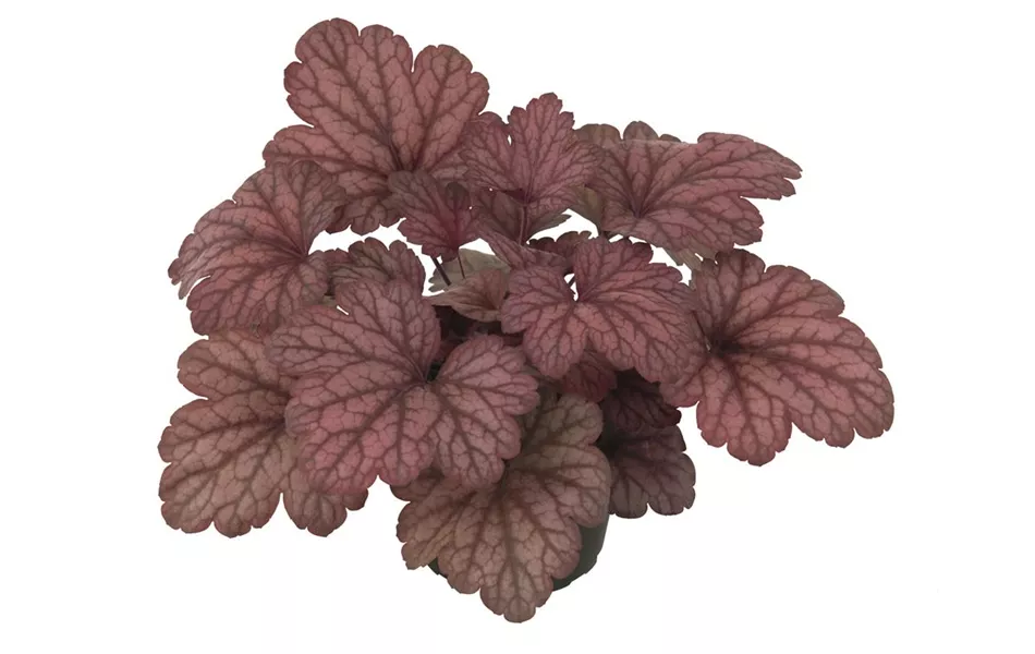 Heuchera "Hint of Dawn" Heuchera "Hint of Dawn"