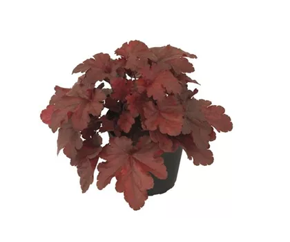 Heuchera 'Forever Red'