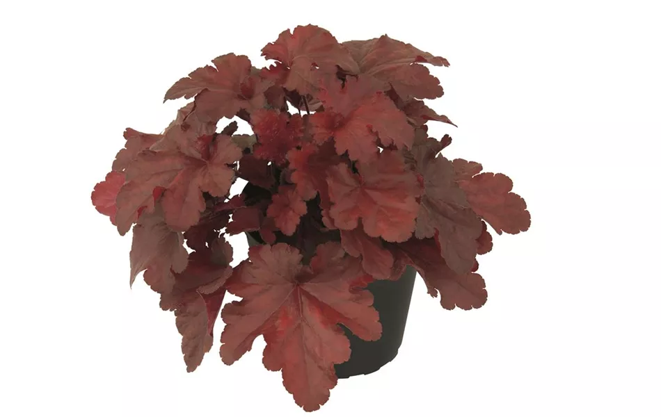 Heuchera 'Forever Red'