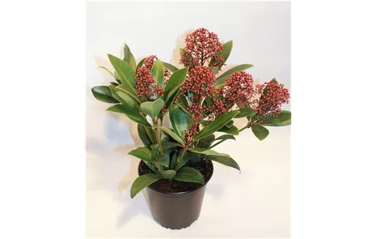 Skimmia japonica, rot
