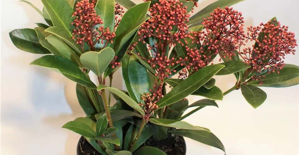 Skimmia japonica mit roten Knospen