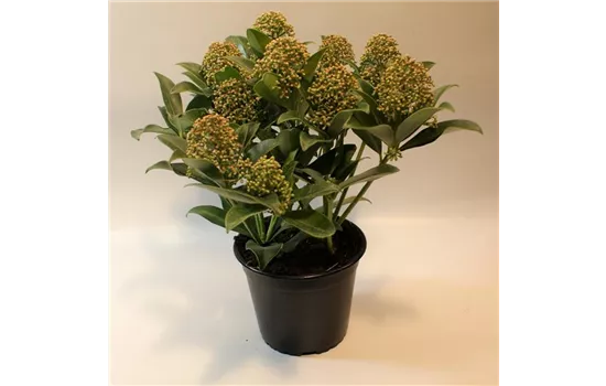 Skimmia japonica, weiß