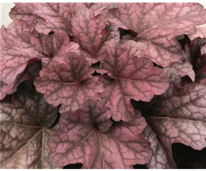 Heuchera 'Berry Smoothie'