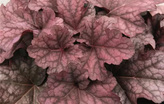 Heuchera 'Berry Smoothie'