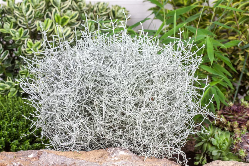 Calocephalus brownii 'Silver Cloud'