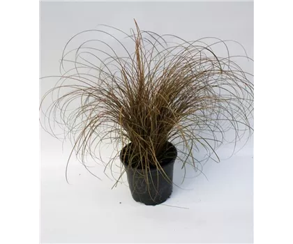 Carex Bronco Carex Bronco