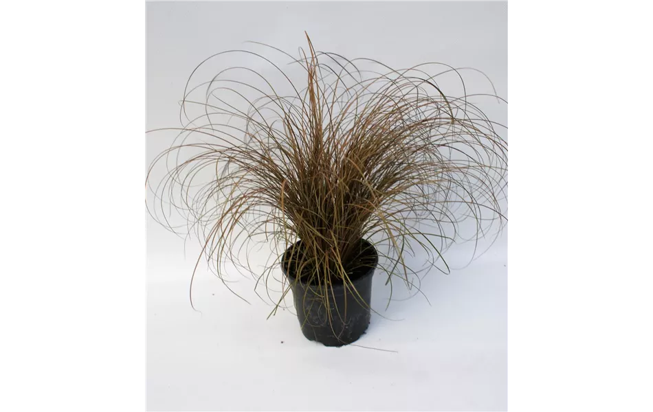 Carex Bronco Carex Bronco