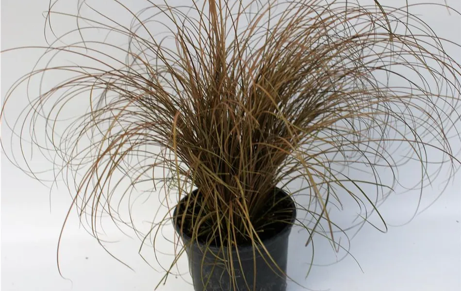 Carex comans 'Bronco'