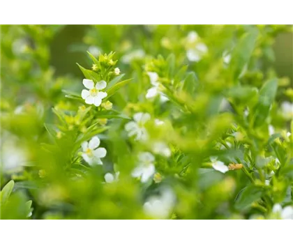 Cuphea hyssopifolia, weiss