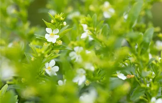 Cuphea hyssopifolia, weiss