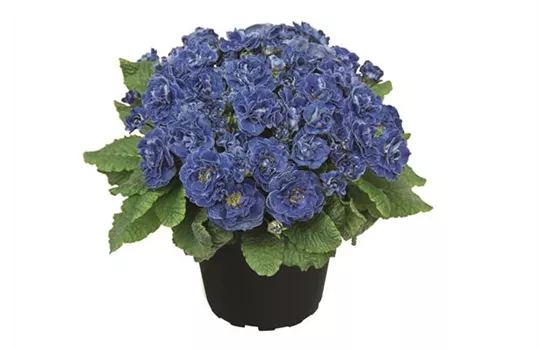 Rosenprimel BELARINA 'Baltic Blue', Neuheit 2020