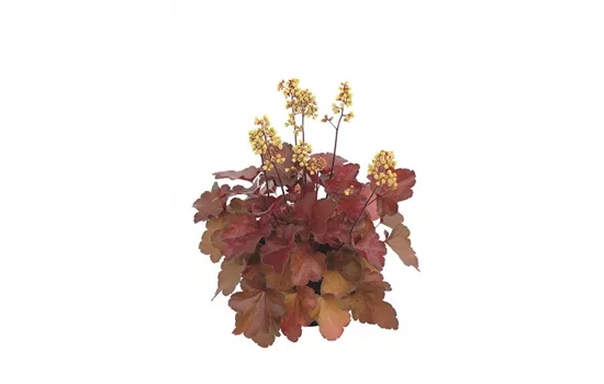 Heuchera Little Cuties 'Blondie'