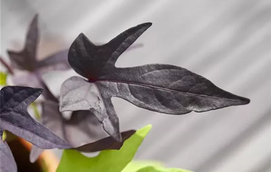 Zier-Süßkartoffel 'Blackie'