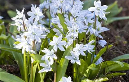 Kaukasischer Blaustern Kaukasischer Blaustern