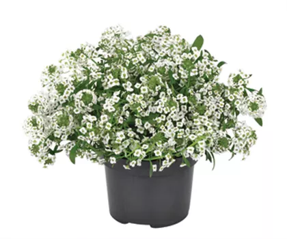 Alyssum, Lobularia maritima 'Snow Princess'