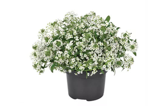 Alyssum, Lobularia maritima 'Snow Princess' Alyssum, Lobularia maritima 'Snow Princess'