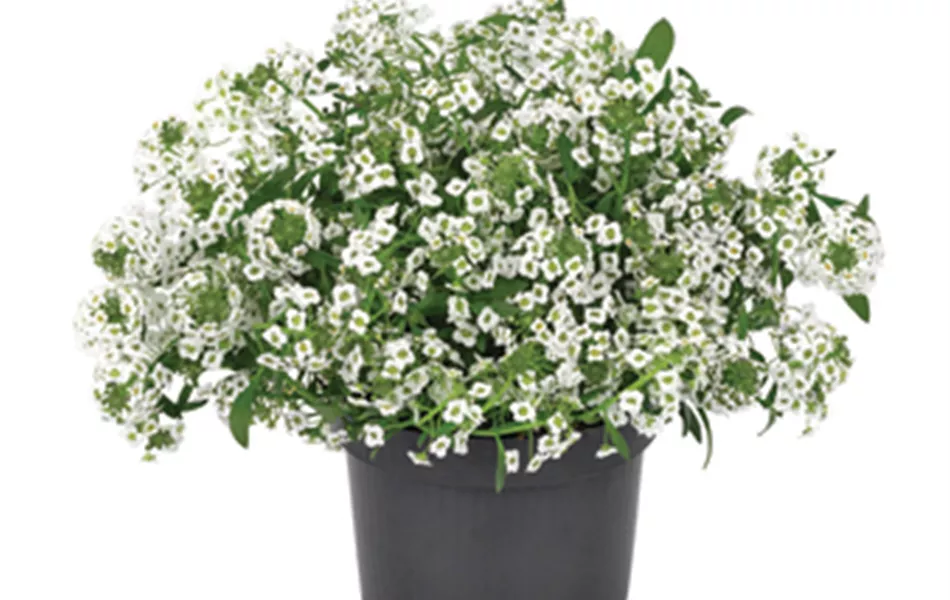 Alyssum, Lobularia maritima 'Snow Princess'