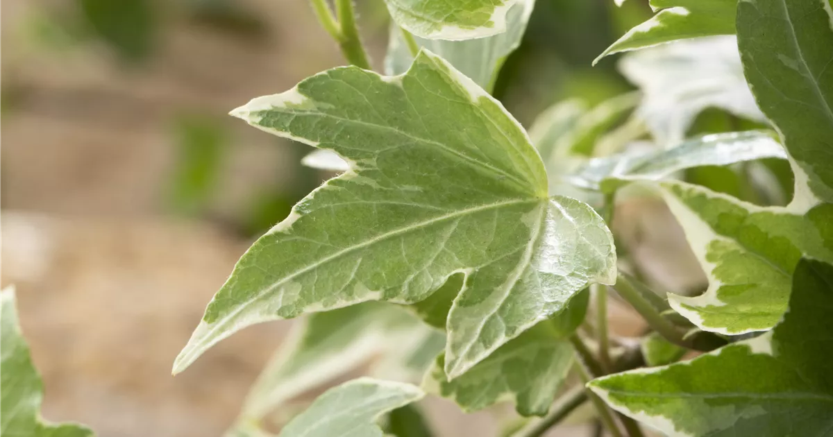 garten eibe Eibe kaufen – immergrüne Heckenpflanze