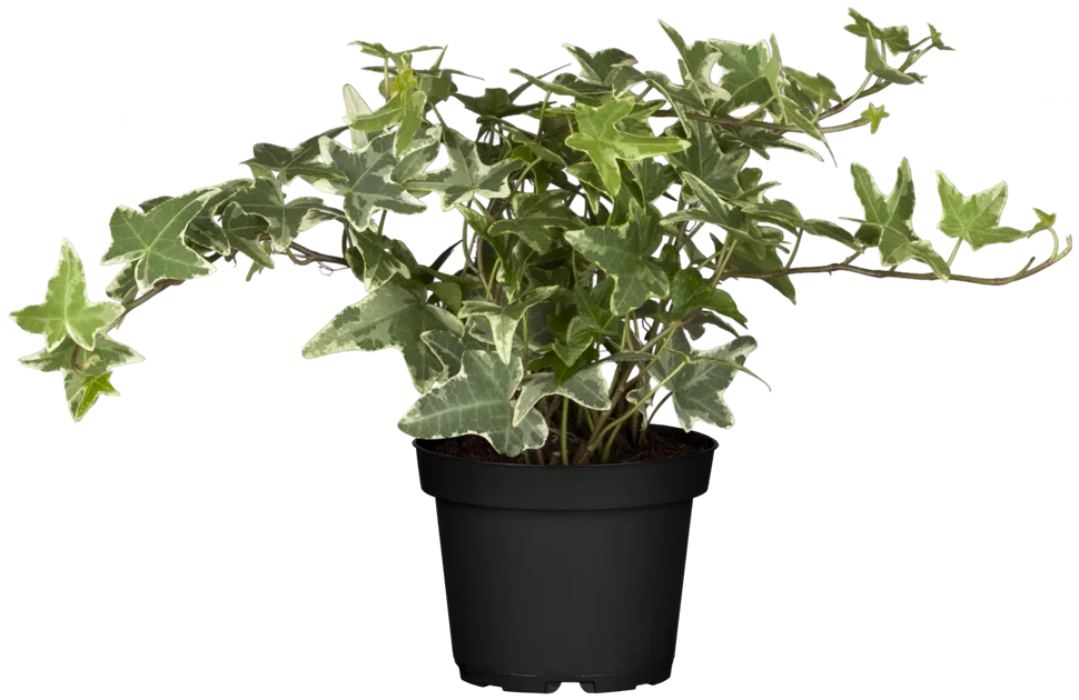 Efeu 'White Ripple'